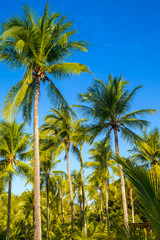 Fototapeta na wymiar Tropical paradise on the island of Frades