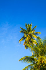 Tropical paradise on the island of Frades