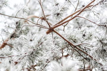 fir branch covered with ice