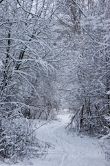 winter forest covered snow