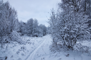 winter forest covered snow
