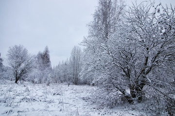 winter forest covered snow