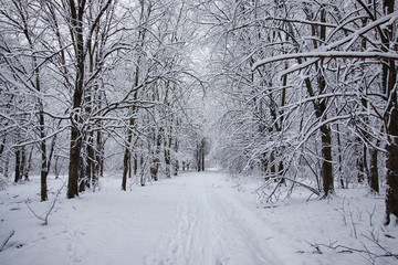 winter forest covered snow