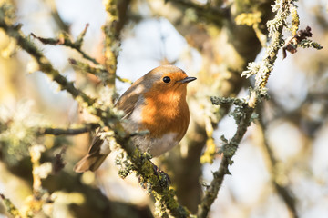 European Robin, Erithacus rubecula, Robin, Birds