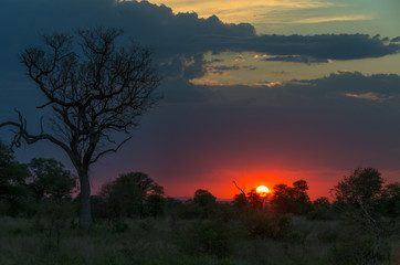 Kruger National park beautiful sunset in the African savanna with big tree and lush vegetation in the foreground under cloudy sky on a summer evening
