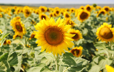 sunflower field