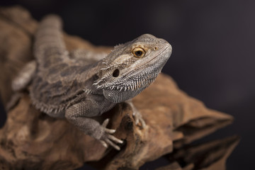 Dragon, Agama Lizard on black mirror background