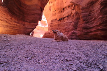 dog Golden Retriever lying in a cave, Labrador dog, canyon - 134311837