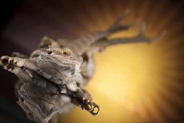 Skull, Lizard, Agama, Antlers, dragon and skull