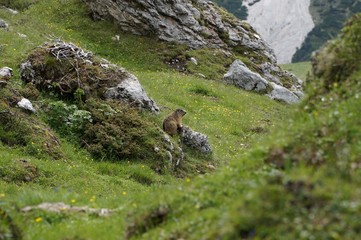 Murmeltier im Naturpark Puez Geisler