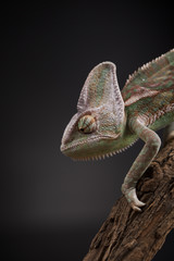 Animal, Chameleon lizard
