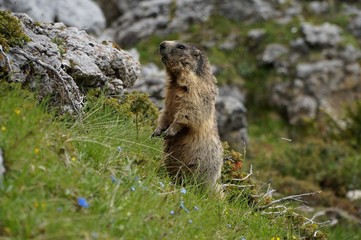 Murmeltier im Puez Geisler Naturpark