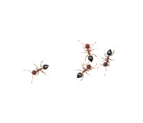 ants on a white background
