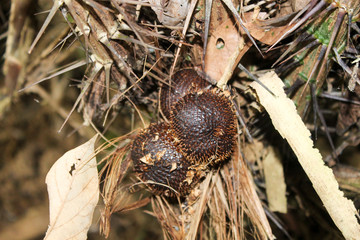 Forest found fruit salak
