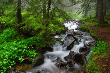 River in the woods