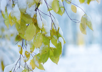 Yellow leaves in snow