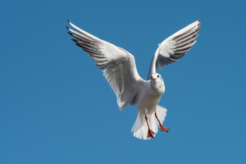 Black-headed Gull, Chroicocephalus ridibundus