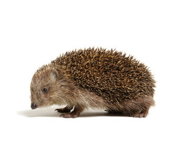 Hedgehog  isolated on white