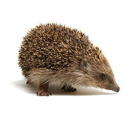 Hedgehog  isolated on white