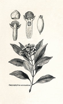 Clove tree (Syzygium aromaticum, Caryophyllus aromaticus) (from Meyers Lexikon, 1895, 7/542/543)