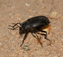 black beetle
