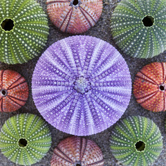 violet and other colorful sea urchins on wet sand beach