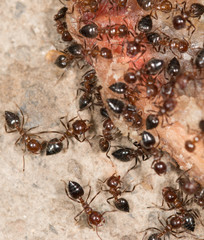 ants on the meat