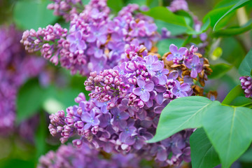 Naklejka na ściany i meble branch of blooming lilacs on the background of green leaves close-up