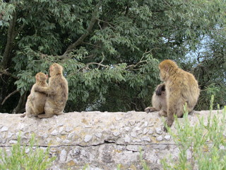 Famiglia di scimmie - ultimi insegnamenti prima della vita autonoma © Alfons Photographer