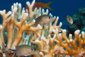 Pesci © alicefotografa