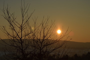 Baum in Wintersonne