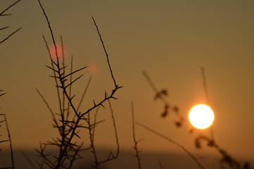 Zweige in der Abendsonne im Winter