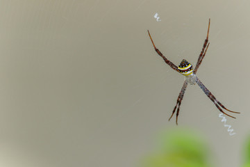 Spiders(Argiope versicolor)-Spiders on webs.