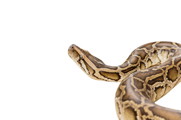 Reticulated Python or Boa isolate on white background with clipp