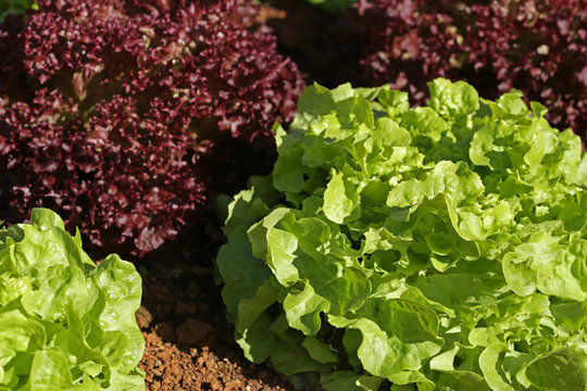 Fresh raw salad in garden