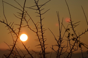 Dornenhecke in der winterlichen Abendsonne