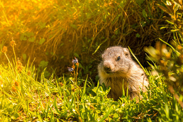Young marmot in its hole
