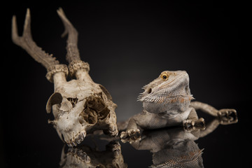 Lizard, Agama, Antlers, dragon and skull