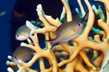 Pesci © alicefotografa