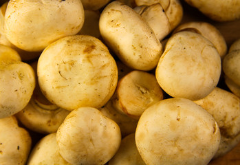 Background of the fresh mushrooms