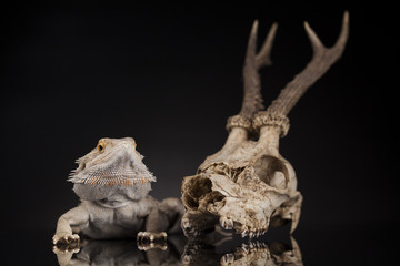 Fototapeta premium Lizard, Agama, Antlers, dragon and skull
