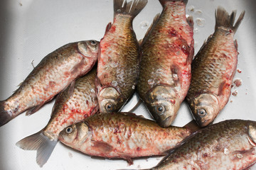 cleaning fish on the scales