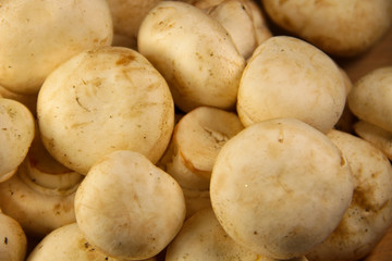 Background of the fresh mushrooms