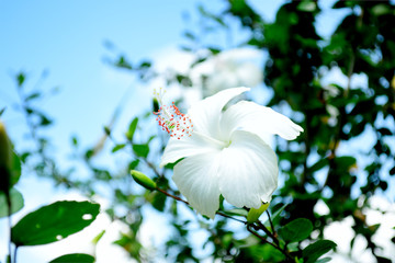 Close up of Hibiscus rosa sinensis flower