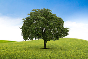 Fototapeta na wymiar Concept of life. Big alone tree in the field. Tree of life.