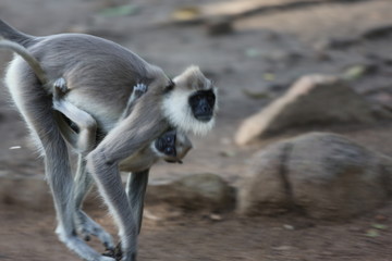 Grey Langur  with baby in Shrilanka 