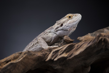 Pet, lizard Bearded Dragon on black background