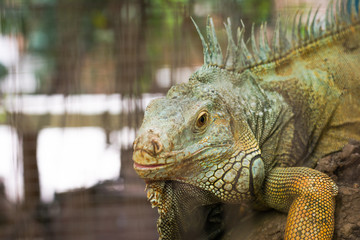 Iguana