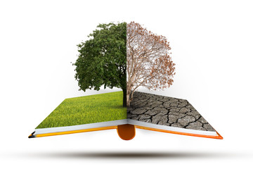 Open book tree was burned to death in half and the other half ar