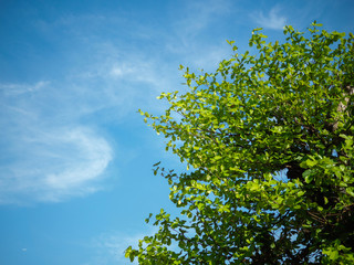 Tree and Sky